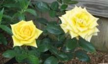 Yellow roses