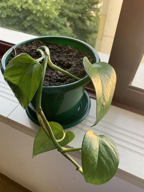 The "Mike Plant' - a plain, green vine.