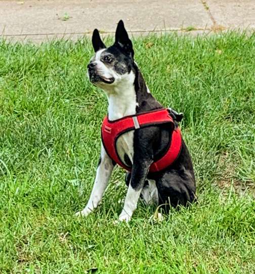 A photo of Sox, the Boston Terrier.