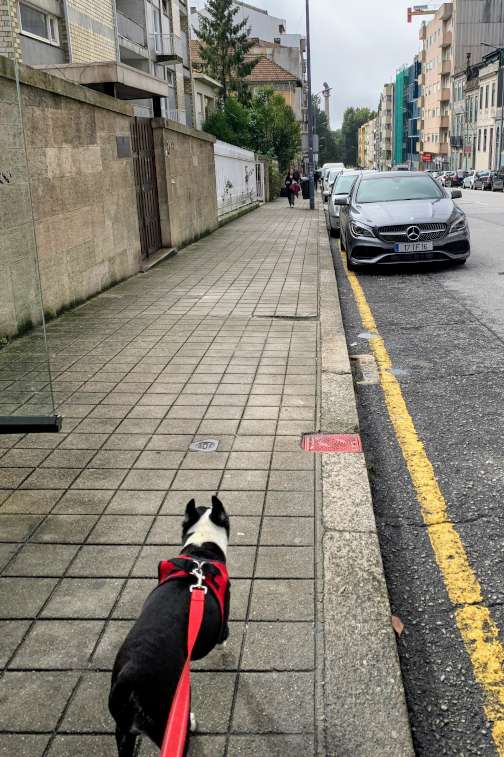 Sox leading the way to the Rotunda da Boavista park.