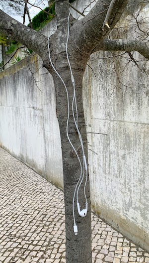 Lost earbuds hung in a tree