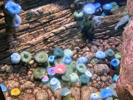 Anemones at the Oceanário de Lisboa