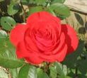 A bright red rose