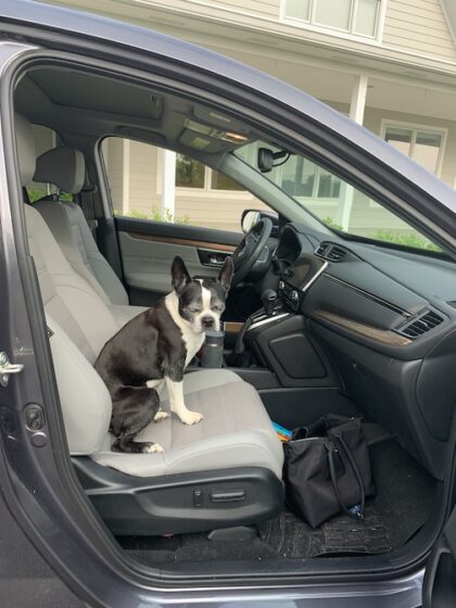 Sox in the car, ready to leave Indiana on moving day, 2021.