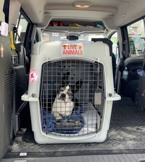 Sox in her kennel, about to leave Boston for Portugal