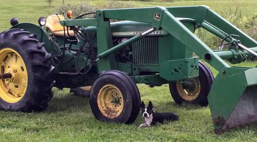 Sox on the farm in Indiana, sitting underneath our tractor.