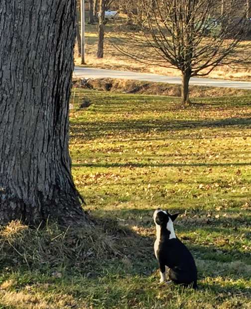 Sox waiting for a squirrel to come down out of a tree in Indiana.