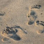 Footsteps in sand