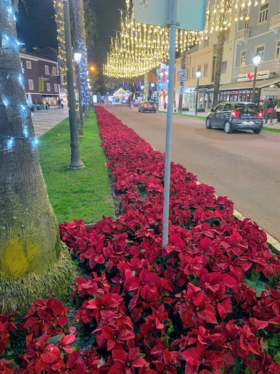 A street lined with pointsettias in Cascais.