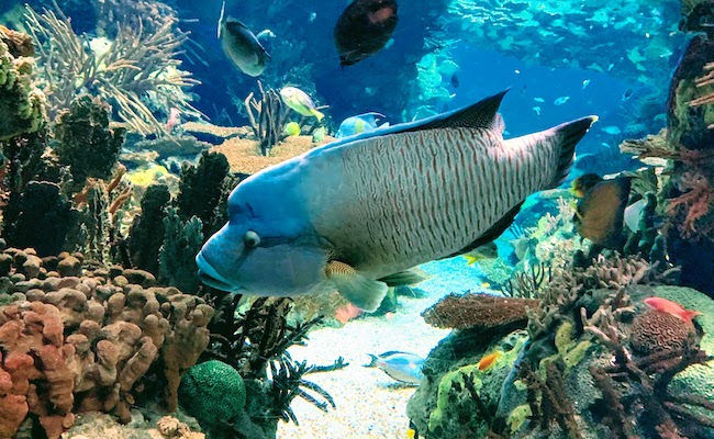 A Humphead Wrasse at the Oceanário de Lisboa