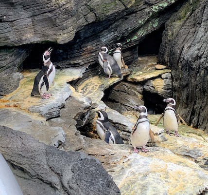 Penguins at the Oceanário de Lisboa