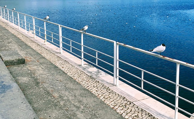 Birds "social distancing" outside the Oceanário de Lisboa