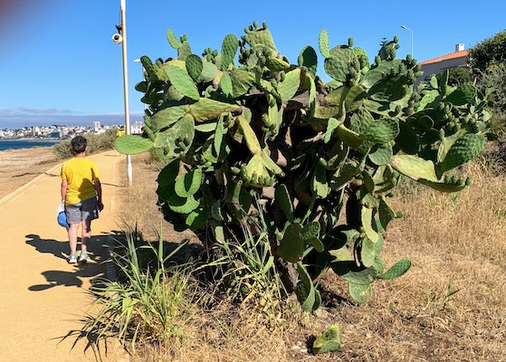 A giant cactus along the coastal path at São Pedro do Estoril