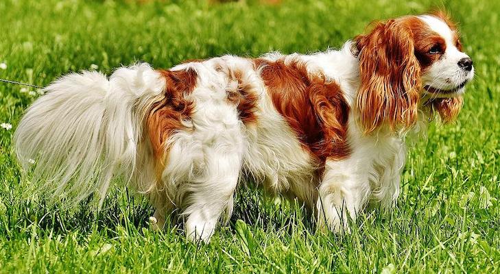 A Cavalier King Charles Spaniel