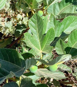 Figs growing along the path