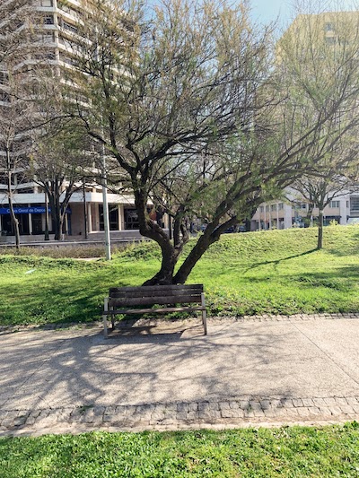 A bench under a tree in the Jardim Mário Soares in Lisbon.