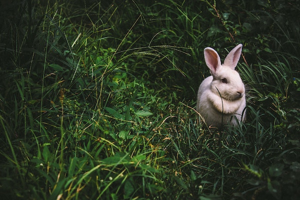 A white bunny hiding in the bushes.