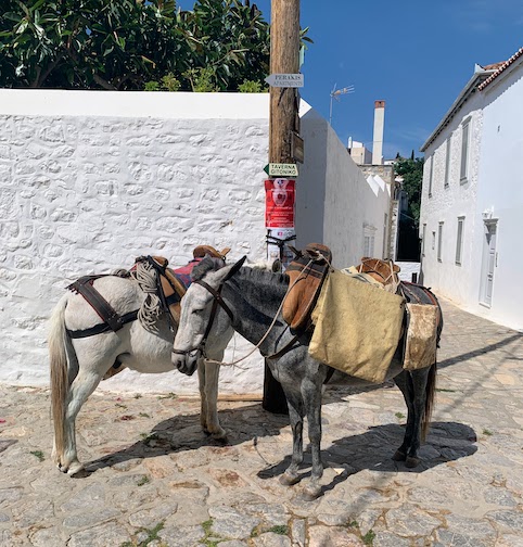 9856 - Donkeys in the sun Two donkeys on Hydra, tied up in the sun.