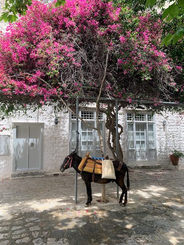 9866 - Donkey in the shade A donkey parked in the shade of a red flowering tree in Hydra.