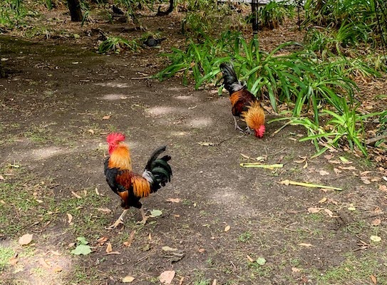 Roosters in the Campo dos Mártires da Pátria, Lisbon.