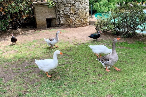 Ducks and geese in the Campo dos Mártires da Pátria, Lisbon.