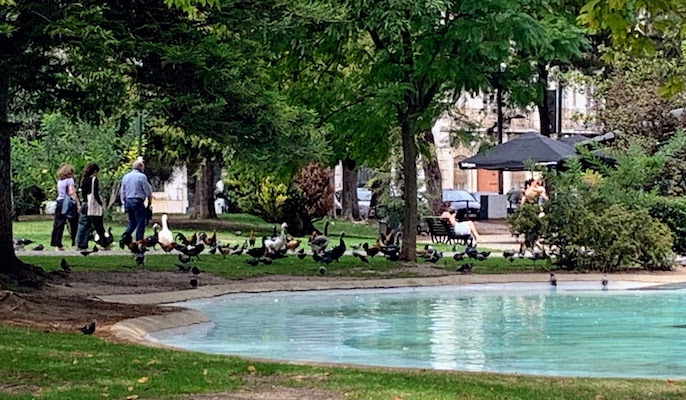 People and waterfowl strolling in the Campo dos Mártires da Pátria, Lisbon on a Sunday afternoon.