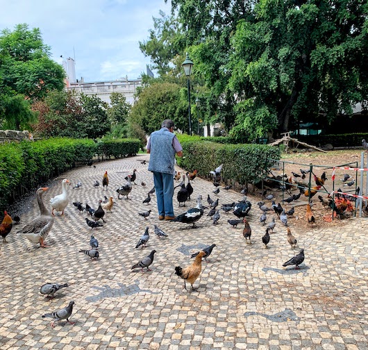 A man feeding the birds in the Campo dos Mártires da Pátria, Lisbon.