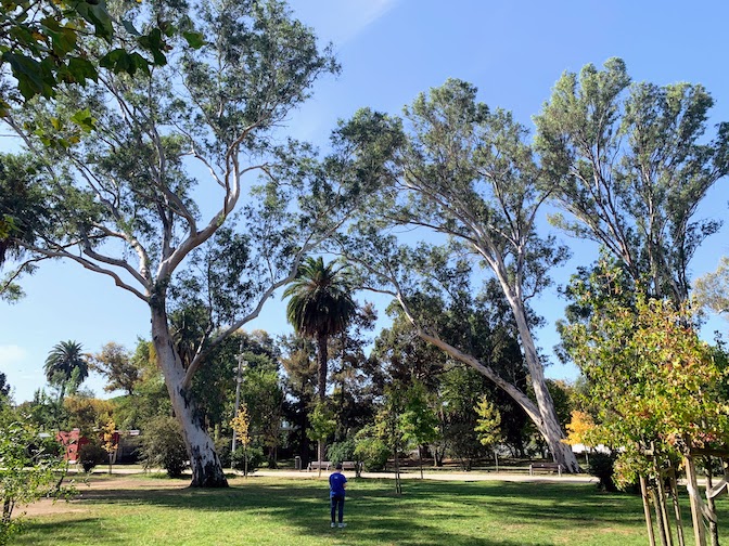 Large old trees drawf a person in the Jardim Mário Soares, Lisbon.