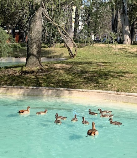 A family of ducks in the pond at Jardim Mário Soares in Lisbon.