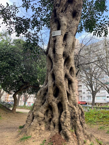 A very old tree in the Jardim Mário Soares in LIsbon. The tree has a sign attached that tells what kind of tree it is and where it originates.