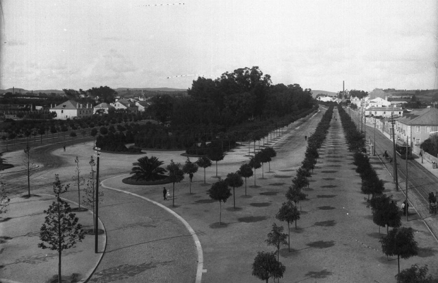 An early 20th Century photograph showing trees planted in the Campo Grande park.