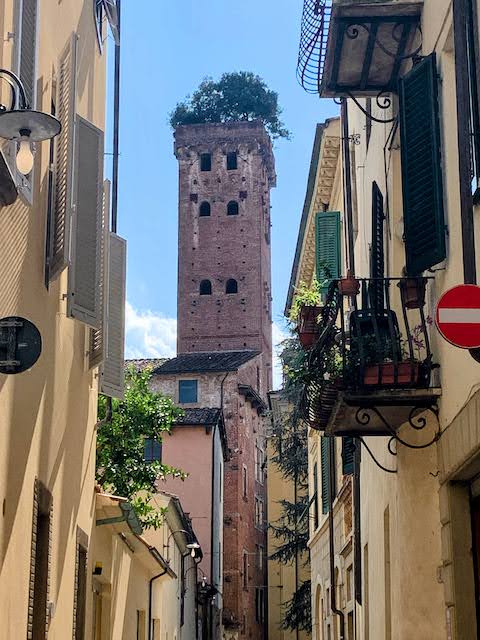 A long view of the Guinigi Tower.