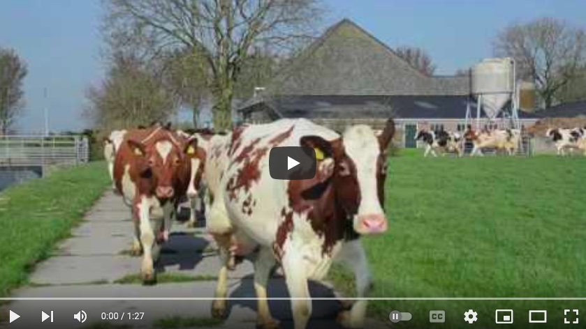 A screen shot from a YouTube video by Beemster Cheese US titled "It's Graskaas Season!". The picture shows cows running in a field.