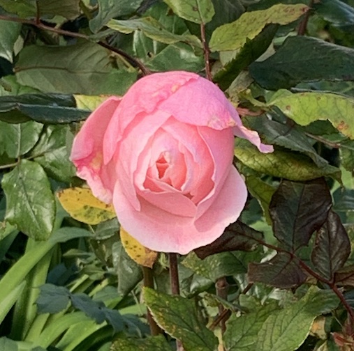 A pink rose blooming in January in Lisbon