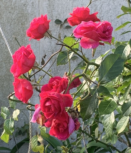 Red roses blooming in January in Lisbon