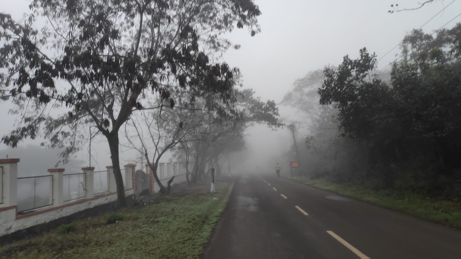 A two lane road, bordered by trees, all covered with fog.