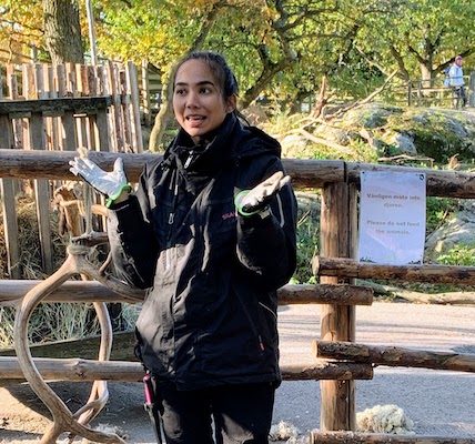 One of the zoo staff at Skansen talking about reindeer.