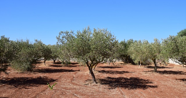 A photo of olive trees in an olive grove.