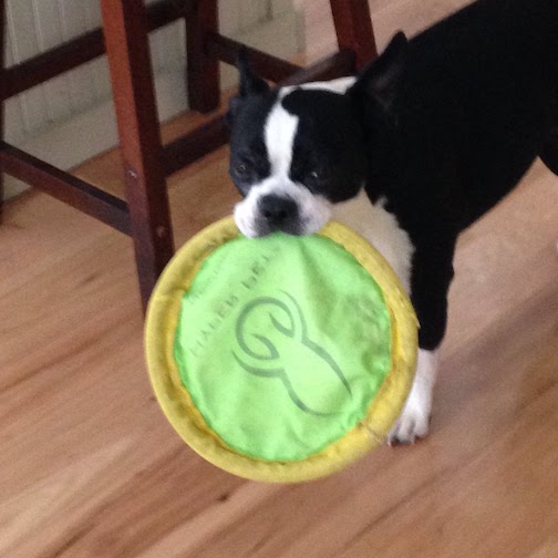 Sox with one of her frisbees - 2016