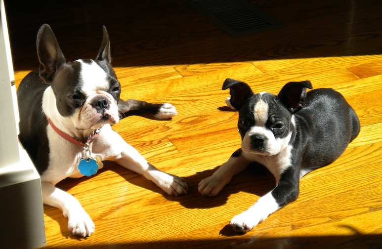 Beans (left) and Sox in September, 2010. Sox was about 9 weeks old.