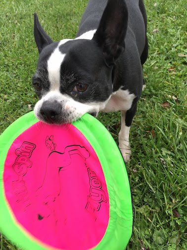 Sox and her frisbee - 2016