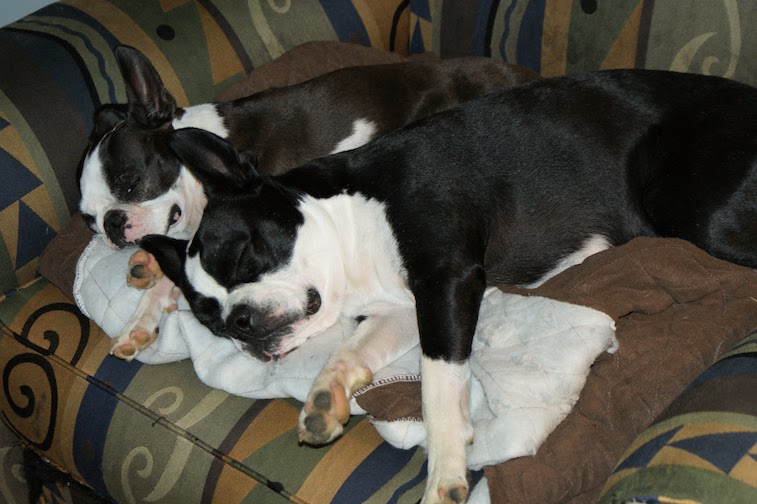 Beans and Sox sleeping in an armchair - 2013