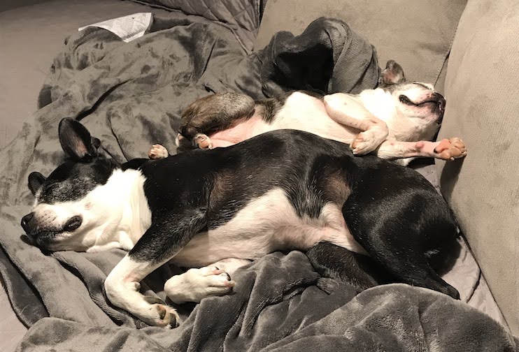 Sox and Beans - asleep on the couch in Indiana