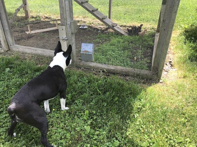 Sox looking at chickens in the coop