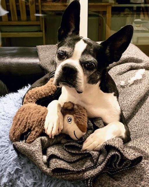 Sox and her stuffed squirrel in the Parede apartment