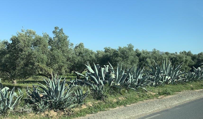 Agave plants growing beside an olive grove.