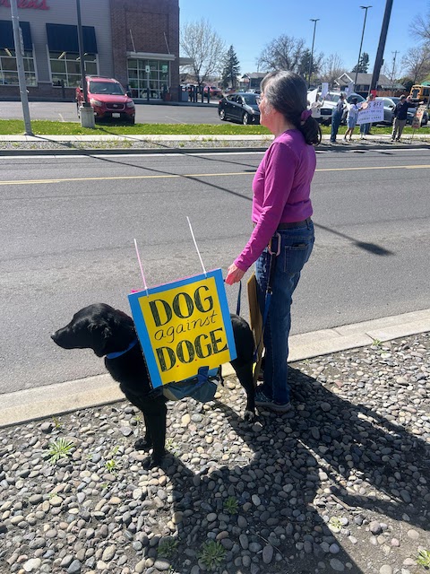 A dog attending the Hands Off! rally in Clarkston, Washington on April 5, 2025.