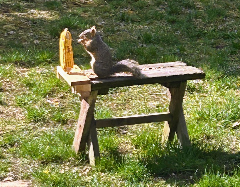 0041 - Petey eating corn One of the Peteys enjoying some corn.