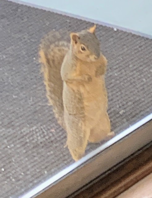 0069 - Petey at the door Petey at the door, looking for nuts.