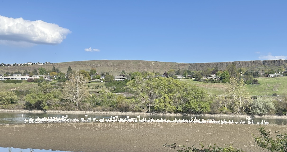 0147 - Pelicans at Swallow Park Pelicans resting on a sand bar in the Snake River in April, 2025. Lewiston is in the background.